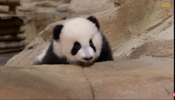 Waktu lahir, panda warnanya merah muda dan tidak berbulu lho. Warna hitam dan putih nantinya muncul saat umur 3-4 minggu. (Youtube Zooparc de Beauval)