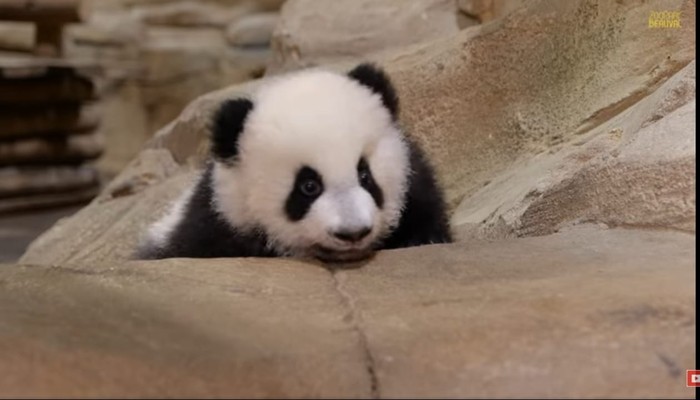 Saat Bayi Kembar Panda Pertama Kali Tampil depan Publik, Gemas! Saat Bayi Kembar Panda Pertama Kali Tampil depan Publik, Gemas!
