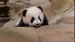 Yuk, Senyum Dulu Lihat Foto Panda Si Mageran dan Tukang Makan
