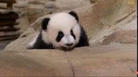 Waktu lahir, panda warnanya merah muda dan tidak berbulu lho. Warna hitam dan putih nantinya muncul saat umur 3-4 minggu. (Youtube Zooparc de Beauval)