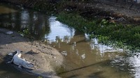 Buaya liar yang telah menjadikan sungai itu sebagai habitatnya kerap menjadi tontonan warga jika sedang berjemur atau menampakkan diri.