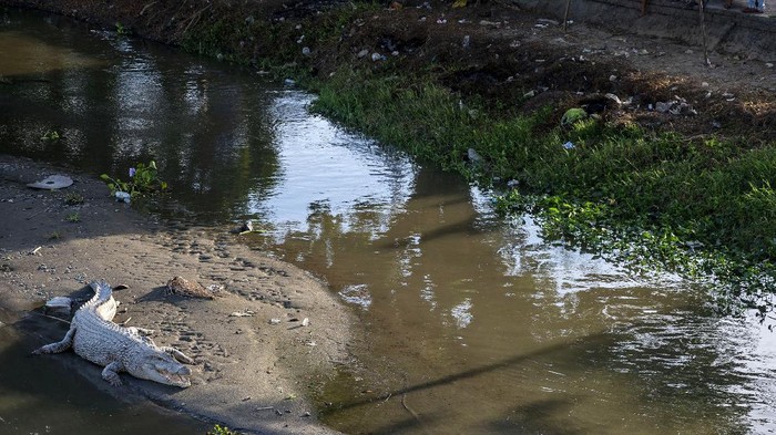 Sejumlah warga menonton seekor buaya liar berukuran sekitar empat meter yang berjemur gundukan pasir di Sungai Palu, Sulawesi Tengah, Rabu (15/12/2021). Buaya liar yang telah menjadikan sungai itu sebagai habitatnya kerap menjadi tontonan warga jika sedang berjemur atau menampakkan diri dan tak jarang membuat kemacetan parah karena letak sungai yang dilintasi jalan utama. ANTARA FOTO/Basri Marzuki/hp.