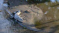 Seekor buaya liar berjemur di gundukan pasir Sungai Palu, Sulawesi Tengah, Rabu (15/12/2021) kemarin.
