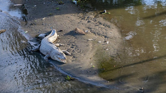 Sejumlah warga menonton seekor buaya liar berukuran sekitar empat meter yang berjemur gundukan pasir di Sungai Palu, Sulawesi Tengah, Rabu (15/12/2021). Buaya liar yang telah menjadikan sungai itu sebagai habitatnya kerap menjadi tontonan warga jika sedang berjemur atau menampakkan diri dan tak jarang membuat kemacetan parah karena letak sungai yang dilintasi jalan utama. ANTARA FOTO/Basri Marzuki/hp.