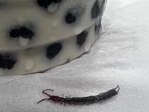 9 Cara Membasmi Kelabang dan Kaki Seribu di Rumah