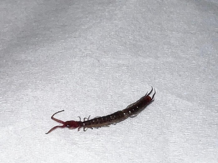 Bukan Cuma Cari Makan, Ini Alasan Kelabang Muncul di Rumah dan Cara Usirnya