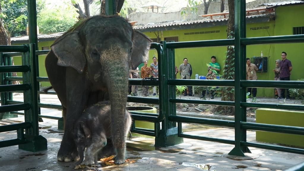 Virus Herpes yang Diduga Jadi Sebab Kematian Dumbo Tergolong Langka di Indonesia