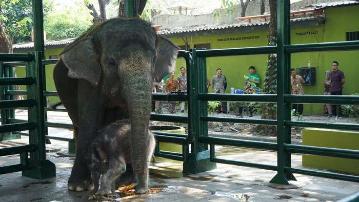 Dumbo, gajah koleksi KBS mati