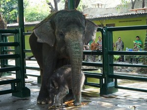 Virus Herpes yang Diduga Jadi Sebab Kematian Dumbo Tergolong Langka di Indonesia