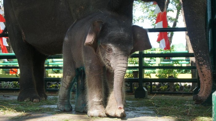 Dumbo, gajah koleksi KBS mati