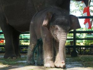 Dumbo, Gajah Koleksi KBS yang Mati Telah Diautopsi