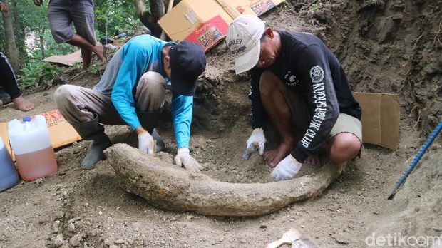 Fosil gading purba sepanjang 1,5 meter dievakuasi dari pegunungan Patiayam Kudus, Jumat (17/12/2021).