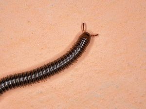 Begini Cara Kaki Seribu Memunculkan Seluruh Kakinya, dari Pergantian Kulit?