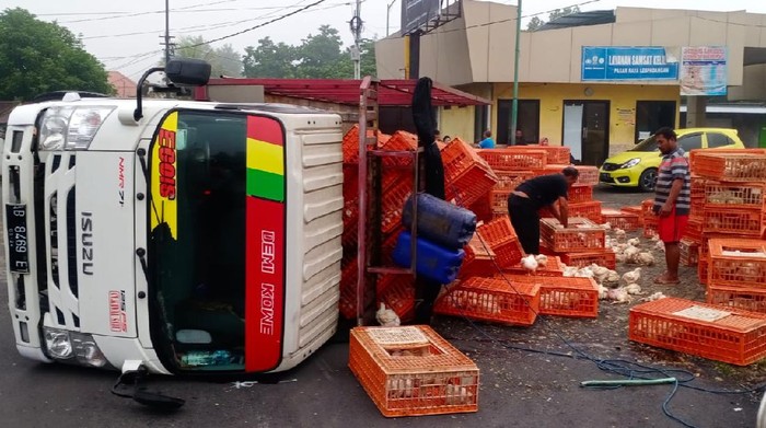 Truk sarat muatan ayam terguling di Jalan Desa Terusan, Kecamatan Gedeg, Mojokerto. Kecelakaan tunggal ini mengakibatkan ayam-ayam berhamburan di bahu jalan.