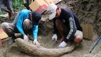Jamin menjelaskan proses pengangkatan fosil gading purba tersebut menggunakan zat kimia tertentu. Diharapkan gading purba itu tidak rusak saat dievakuasi menuju ke museum.
