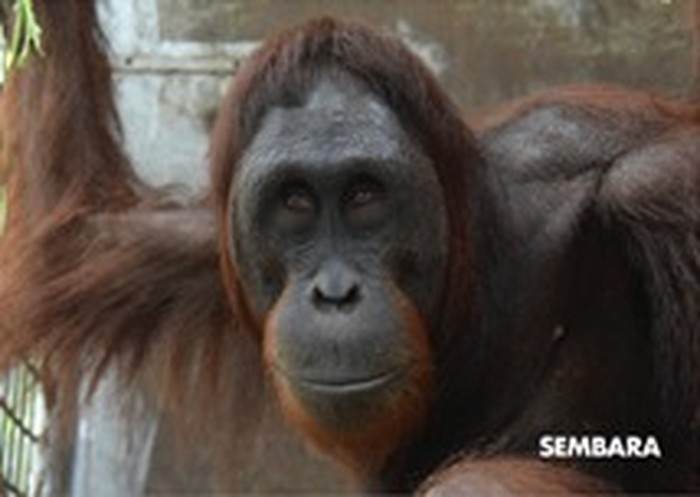 Orang Utan Hasil Rehabilitasi