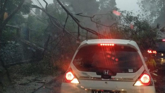 Pohon tumbang di Jaksel (dok. @TMCPoldaMetro)