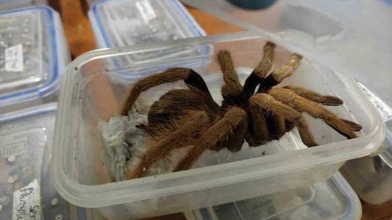 Ratusan Tarantula Disita di Kolombia Ratusan Tarantula Disita di Kolombia