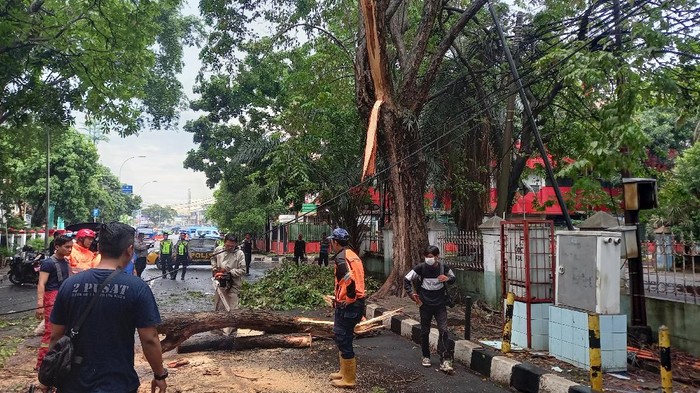 Suasana evakuasi pohon tumbang di jalan ahmad yani