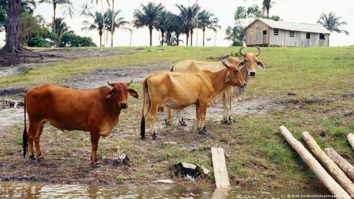 Supermarket Eropa Tarik Produk Daging Sapi Terkait Deforestasi Brasil
