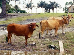 Supermarket Eropa Tarik Produk Daging Sapi Terkait Deforestasi Brasil