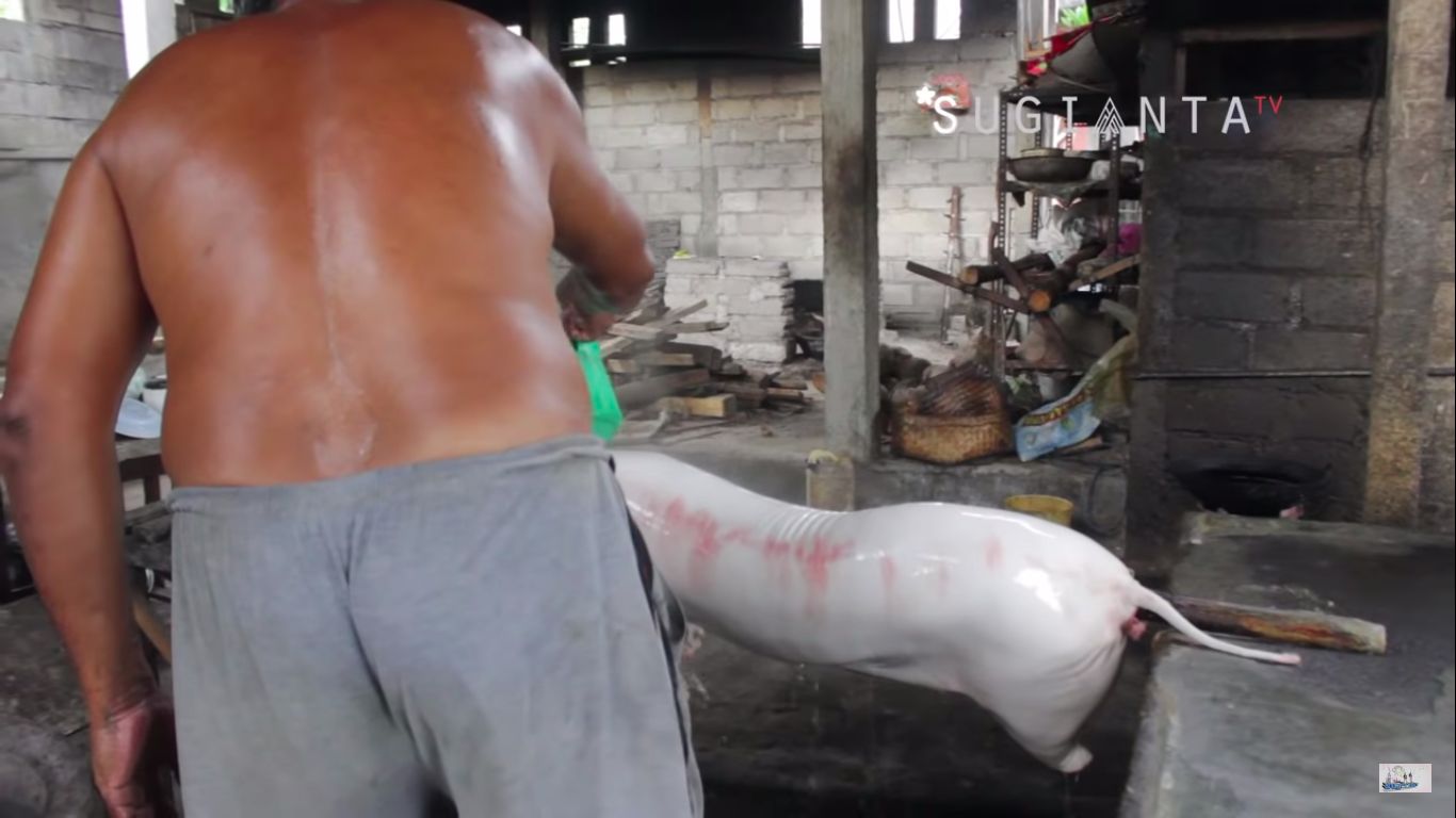6 Racikan Bahan Agar Kulit Babi Guling Renyah dan Berkilau