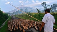 Pusat Vulkanologi dan Mitigasi Bencana Geologi (PVMBG) melaporkan per 6 jam tanggal 18 Desember pukul 00.00 - 06.00 WIB aktivitas Gunung Semeru pada level III (Siaga).