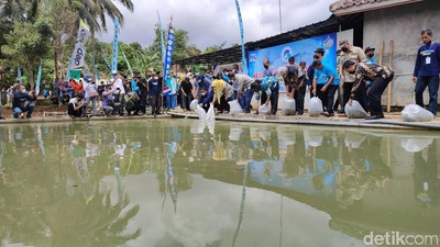 Ciamis Punya Kampung yang Warganya Kompak Budidaya Ikan