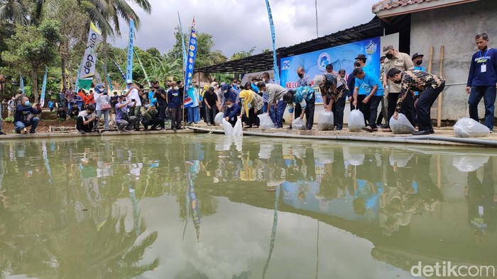 Desa Kawali, Ciamis, Jawa Barat, hampir semua warganya kompak budidaya ikan. Kini desa tersebut berubah nama menjadi Kampung Nila.