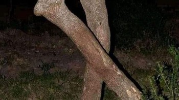 Seperti kaki manusia ya... Foto: reddit.com/confusing_perspective