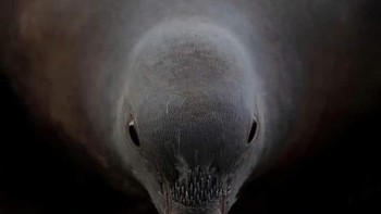 Ini bukan alien melainkan burung yang tengah minum. Foto: reddit.com/confusing_perspective