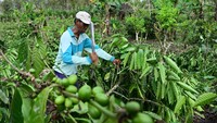 Sebelumya, lahan ini merupakan tanah milik Perhutani.