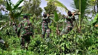 Prajurit TNI ikut membantu membersihkan kebun kopi yang akan dijadikan hunian.