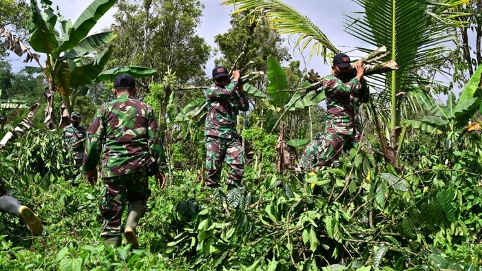 Prajurit TNI  membersihkan kebun kopi milik Perhutani di Desa Sumber Mujur, Candipuro, Lumajang, Jawa Timur, Sabtu (18/12/2021). Pemerintah menyiapkan lahan seluas 81 hektare milik Perhutani sebagai tempat hunian sementara korban erupsi Gunung Semeru. ANTARA FOTO/Budi Candra Setya/nym.