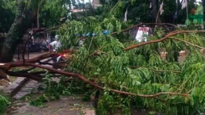 Pohon tumbang di Depok (dok. Istimewa)