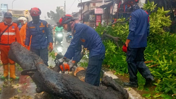 Pohon tumbang di Pasar Minggu, Jaksel, nyaris menimpa pemotor (Dok. Damkar Pasar Minggu)