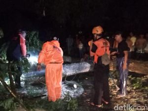 Hujan Disertai Angin Kencang Terjang Jember, Satu Orang Tewas Tertimpa Pohon