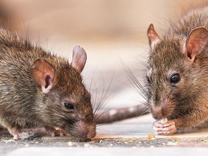 Warga New York Keluhkan Wabah Tikus di Restoran Pinggir Jalan