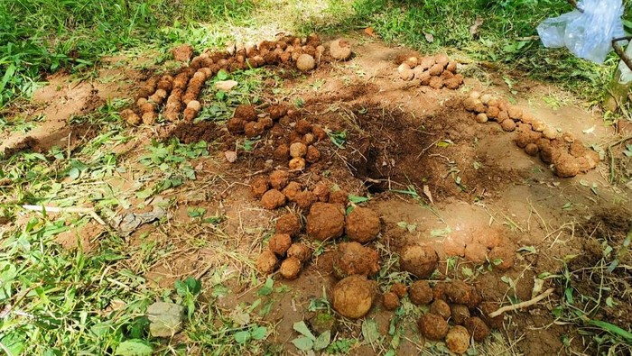 Sebanyak 206 benda mirip granat tangan ditemukan di area PTPN XII Sumber Jambe, Desa Kandangan, Kecamatan Pesanggaran, Banyuwangi. Benda tersebut ditemukan pencari logam di area tersebut.