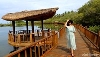 Disepanjang jalur jembatan kayu yang sudah dbuat itu, sejauh mata memandang juga kita bisa melihat hutan mangrove, jalan-jalan di jembatan ini akan terasa menyegarkan dan menyenangkan.