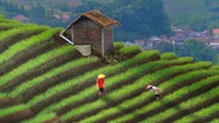 Selanjutnya ada Terasering Panyaweuyan di Majalengka. Wisatawan bisa merasakan atmosfer pegunungan, dengan pepohonan rindang dan tanaman hijau sejauh mata memandan. Suguhan pemandangan Gunung Ciremai yang asri dan tak ada duanya! (dok. Okka Supardan/Istimewa)