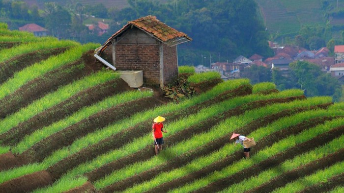 Fotografer di Balik Terasering Panyaweuyan