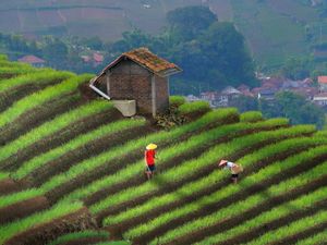 Foto-foto yang Bikin Terasering Panyaweuyan Viral di Media Sosial