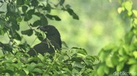 Di Jakarta jenis burung ini masih bisa dijumpai meski sangat sensitif karena burung ini pintar bersembunyi dibalik pepohonan semak.