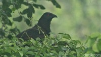 Meski begitu, populasi burung Bubut Jawa menurun hingga terancam punah akibat perburuan maupun alih fungsi lahan.