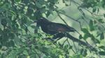 Mengenal Burung Bubut Jawa, Hewan Endemik yang Kian Langka