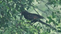 Keberadaan jenis burung Bubut jawa khususnya di kota Jakarta perlu dijaga agar anak cucu kita kelak dapat juga melihat burung ini yang merupakan salah satu hewan endemik di Indonesia.