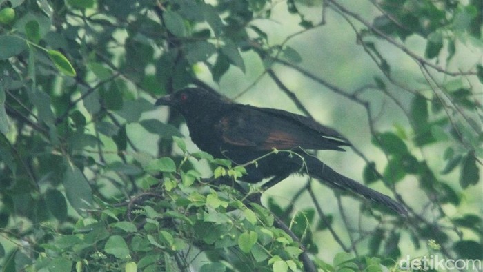 Mengenal Burung Bubut Jawa, Hewan Endemik yang Kian Langka Burung Bubut Jawa merupakan salah satu hewan endemik di Indonesia. Meski begitu, populasinya menurun hingga terancam punah imbas perburuan dan alih fungsi lahan