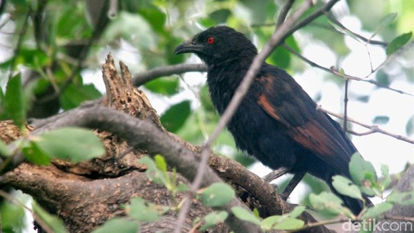 Mengenal Burung Bubut Jawa, Hewan Endemik yang Kian Langka