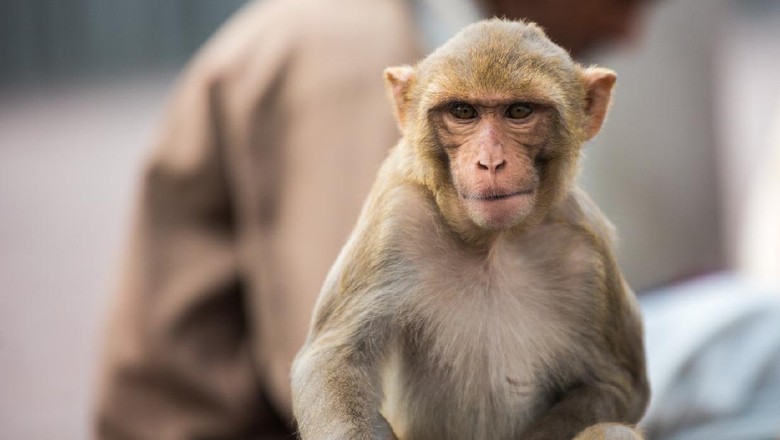Monyet di Varanasi, India Close-up shot of a langur sitting on a motorcycle, in Varanasi, India. An unrecognizable Indian man is visible in the background.